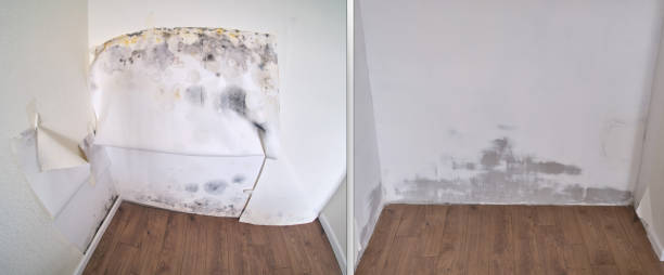 Best Office Mold Removal Services  in Carbonville, UT